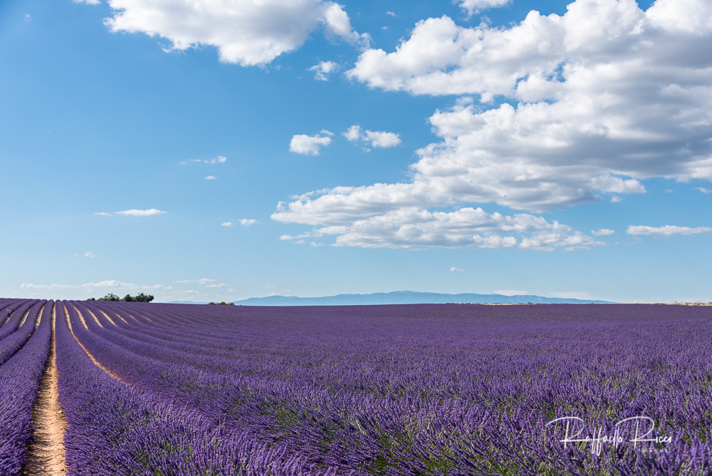 Valensole (15)